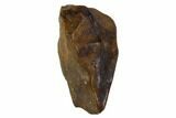 Bargain, Ceratopsid Dinosaur Tooth - Montana #108123-1